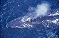 クジラは森林並みに大量の炭素を「除去」していた──米調査