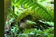 【動画】まん丸でふわふわ...世界で1番「ぽっちゃりなオウム」の愛くるしいライブ配信映像