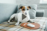 犬の手を借りて「退席中」を回避するユニークすぎる在宅勤務ハック