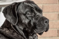「もう...！」ソファで昼寝したいのに片足がずり落ちてしまう犬、自分にキレる
