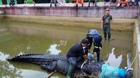 体重600キロ、体長4.4ｍの巨大ワニが女性殺害　インドネシア、違法飼育の容疑で日本人を捜索