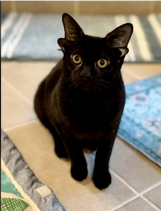 スクリーンショット (63).png