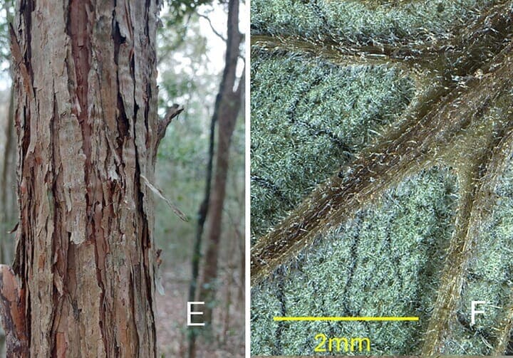 マートルラスティに感染したロダムニア・ゾンビの葉の拡大写真