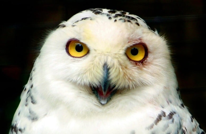 David Trinks-Unsplash