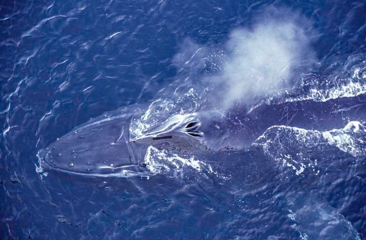 ザトウクジラ　Gerald Corsi-iStock