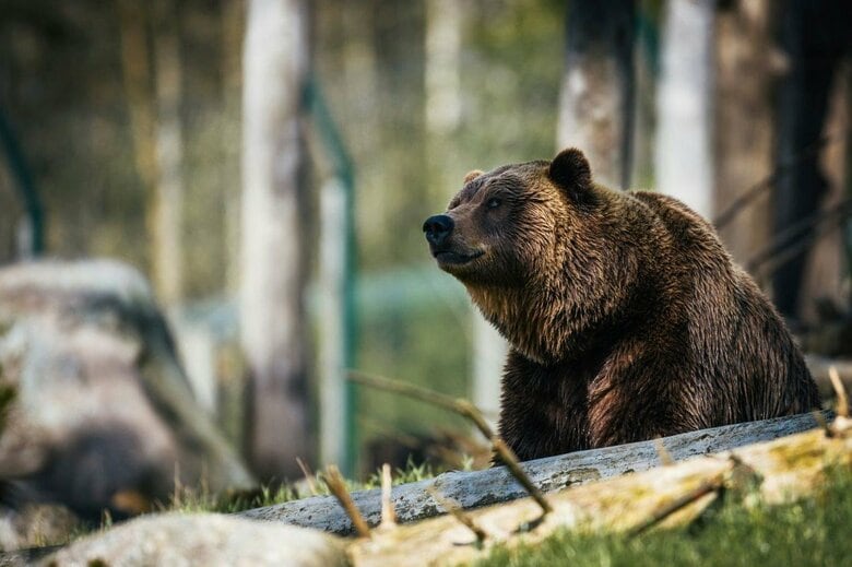 クマが人を襲うことは稀（写真はイメージです）　Janko Fferlic-Unsplash