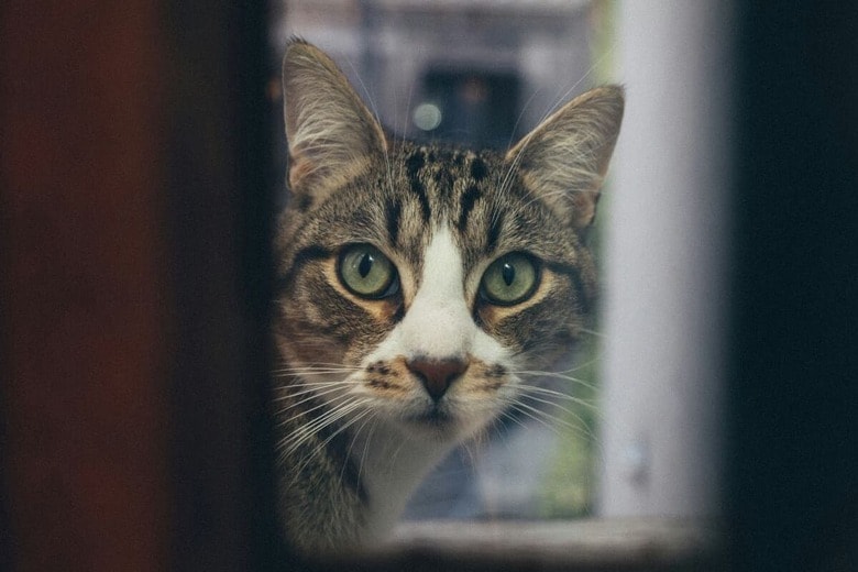 猫ドアを一番に使った意外すぎる利用者（写真はイメージです）　Hns Ott-unsplash