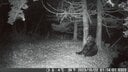 【見えない隣人】  森の縁に設置したトレイルカメラには、ヒグマの日常が記録されていた。人間の生活圏と重なり合う移動も森の中の行動と同様、彼らの営みの一部である。人間が森に入った痕跡にも彼らはすぐに反応し、街の様子をうかがう姿も写っているが、その行動の多くは人間側からは把握されにくい