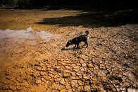 エルニーニョ「観測史上最強」見通し、米当局は発達確率90％超と予想