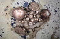 北極圏海底に、300年生きる生物たちの楽園があった