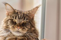 「あなたのママは天才...」猫の盗み食いに「画期的な解決策」