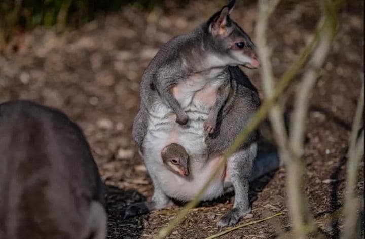 webw220414_duskypademelon1.jpg