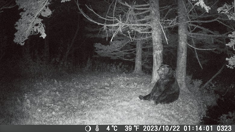 【見えない隣人】  森の縁に設置したトレイルカメラには、ヒグマの日常が記録されていた。人間の生活圏と重なり合う移動も森の中の行動と同様、彼らの営みの一部である。人間が森に入った痕跡にも彼らはすぐに反応し、街の様子をうかがう姿も写っているが、その行動の多くは人間側からは把握されにくい