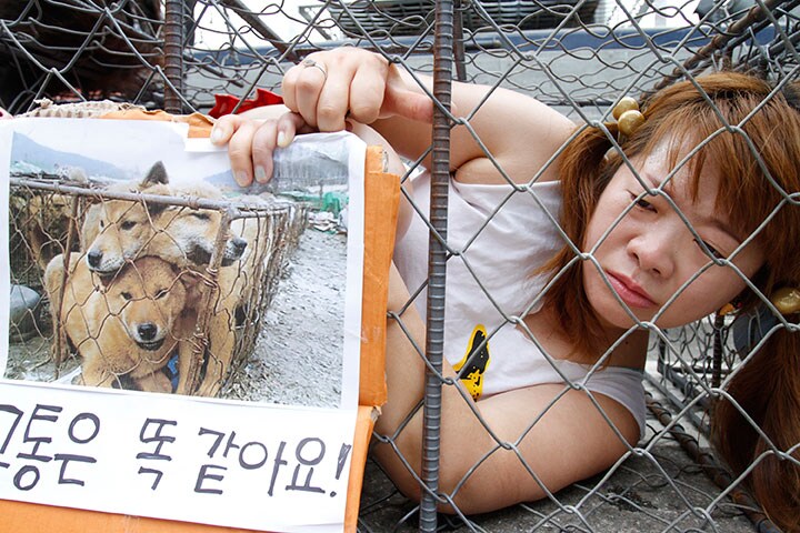 韓国の首都ソウル近郊の城南市で、檻に入って犬肉食に抗議する活動家　Truth Leem-REUTERS