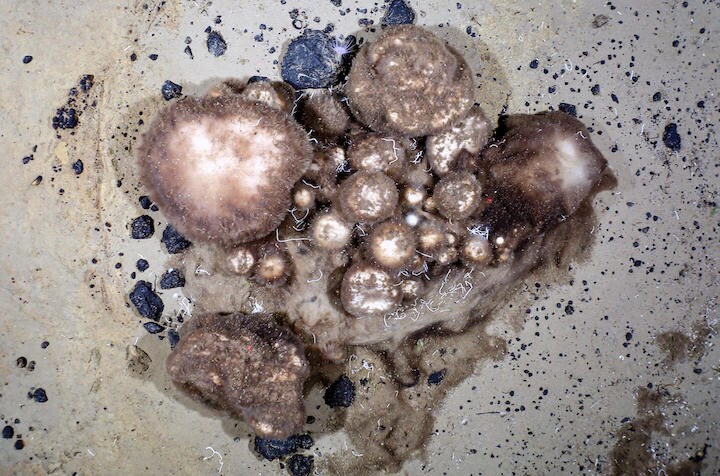 北極海の海底に300年生きる海綿動物の楽園が広がっていた　ALFRED WEGENER INSTITUTE/PS101 AWI OFOS SYSTEM