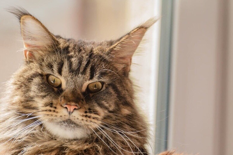 （写真はイメージです）　Lyudmila Lucienne-Shutterstock