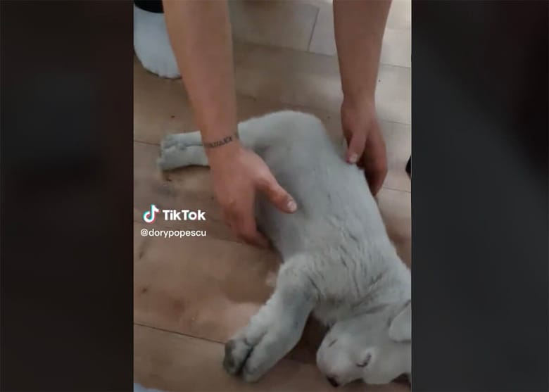 @dorypopescu/TikTok