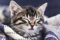 「何かおかしい」子猫と思って育てたのに...この動物はいったい?!