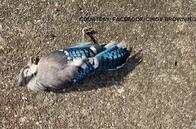野鳥の異常行動・怪死相次ぐ　目が腫れ上がり、人を恐れず...米