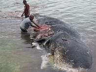 死んだクジラの胃から大量プラスチックごみ　深刻なごみ対策にインドネシア、バスのフリーライド導入