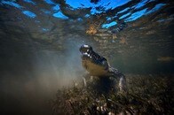 【画像】巨大ワニの体内から人間の遺体...食われたとみられる釣り人の姿