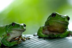 オスのカエルがメス化する？　陰謀論者が論議をあおる除草剤、トランプ政権がリスク否定