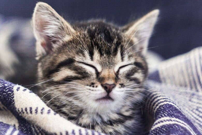 子猫の成長は楽しみだけれど…（写真はイメージです）　Anton Kraevh-Unsplash