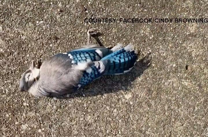 野鳥に異変が起き、未知の感染症が疑われる WKYC Channel3-YouTube