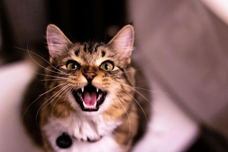 猫は名前を呼ばれると反応する…こともある（写真はイメージです）　Zach Reiner-Unsplash