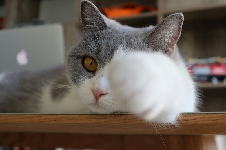 猫は演技もできる？（写真はイメージです）　Seven Seven-Unsplash