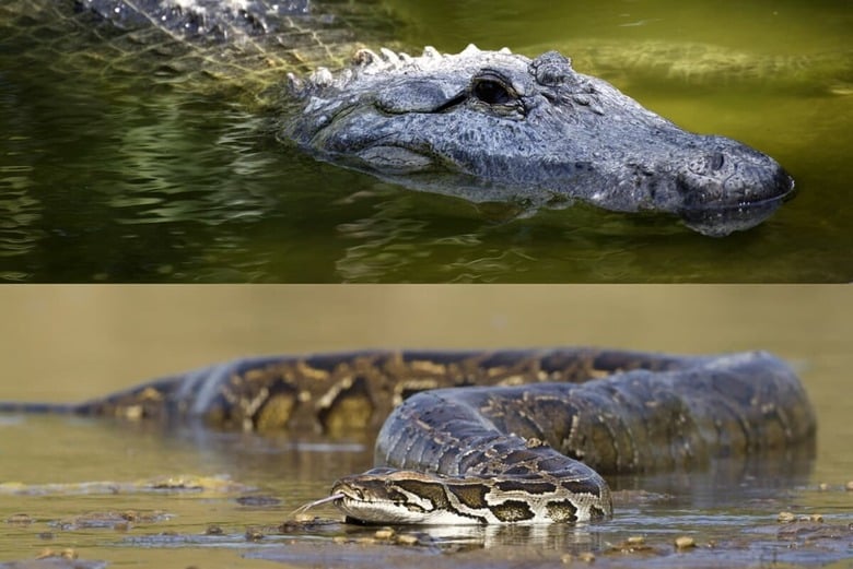 いずれも頂点捕食者（写真はイメージです）　Alligator:kardan_adam-iStock, Burmese Python:Utopia_88-iStock