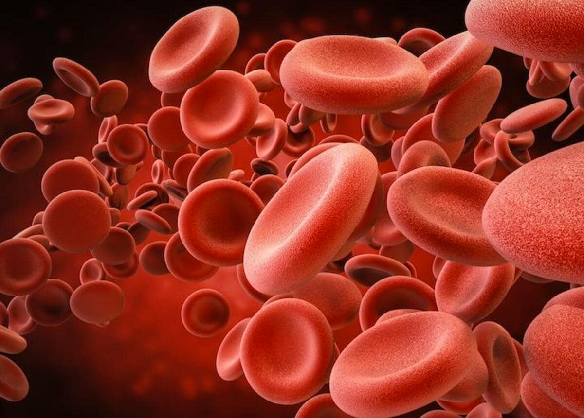 血球は腸でも生成される」ことがわかった──腸移植の耐性を高める可能
