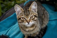 「二重耳」の子猫が里親探し...独特の愛らしさでネットを魅了