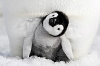 かわいいだけじゃない!　映画『皇帝ペンギン ただいま』で温暖化問題を考える