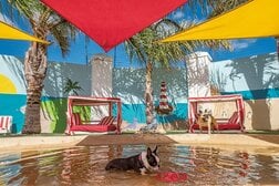 世界最大級の不平等社会　格差大国・南アで増える、贅を尽くした犬たちの楽園