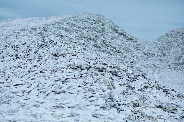 北海道猿払村に積み上がっていたホタテの貝殻