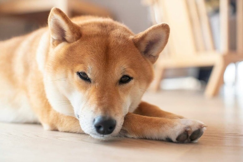 犬があなたを大好きな証拠！愛情表現11選　Maxim Izbash-Unsplash