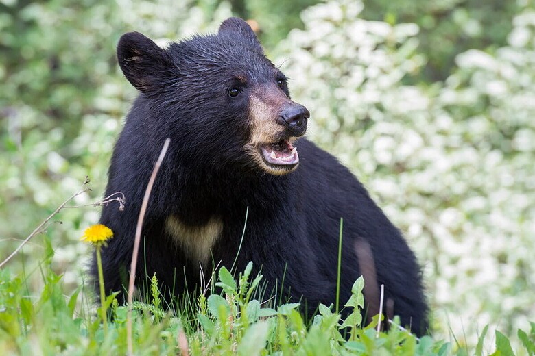 （写真はイメージです）　Ghost Bear-Shutterstock