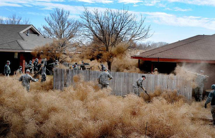 新種のタンブルウィードがカリフォルニア州とアリゾナ州を侵略する、と研究者（写真は2014年、ニューメキシコ州）　U.S. AIR FORCE/SENIOR AIRMAN ERICKA ENGBLOM