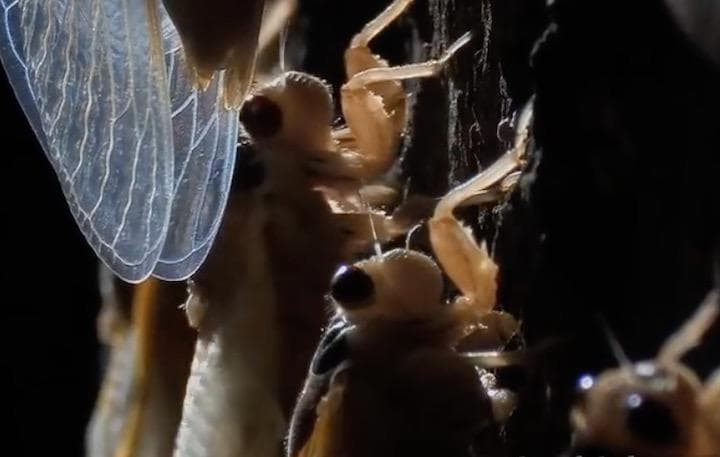 13年か17年ごとに一斉に成虫となって発生する周期ゼミ（素数ゼミ）　Youtube