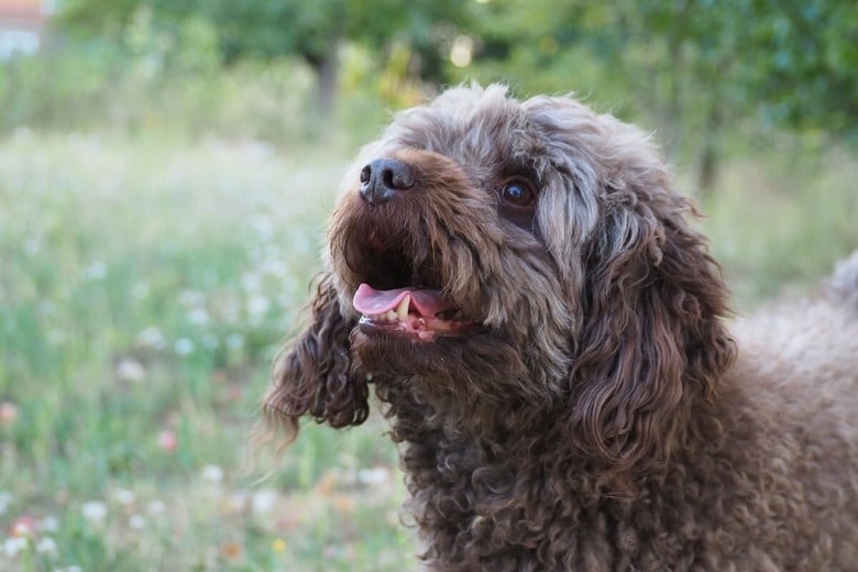 シニア犬のプードルは自分より遥かに体の大きな動物に勇敢に立ち向かったという（写真はイメージです）　Tetiana Siedaia -Unsplash