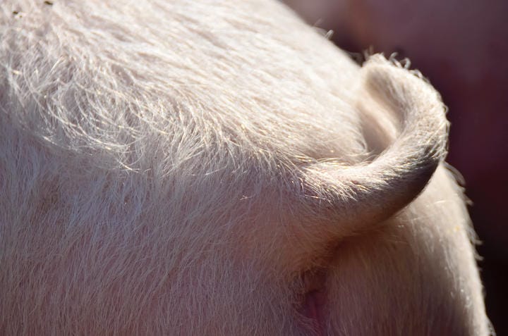 「重篤な呼吸不全の患者の治療などに役立つ可能性がある」CAPTAIN_HOOK-iStock