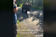 【動画】ハイイログマと超至近距離で遭遇、「完璧な対応」で全員無事！