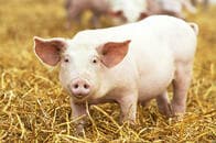 ブタからヒトへの心臓移植に見る「異種臓器移植」の可能性