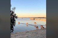 【動画】カンガルーにこんな能力が...「水面に浮いて飛び跳ねる」驚きの姿を捉えた動画　「すごい」「初めて見た」