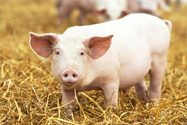 ブタとヒトの心臓はサイズが近い（写真はイメージです）　kadmy-iStock