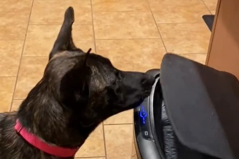@bella_maligator-TikTok