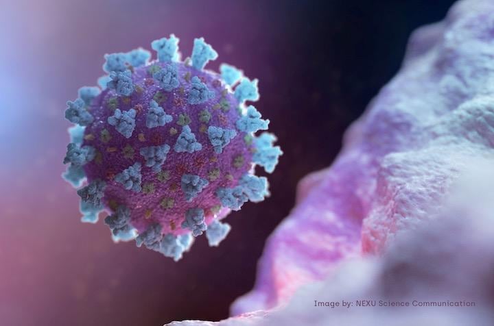 医療用マスクの外側表面からは7日経ってもウイルスが検出された　NEXU Science Communication/via REUTERS