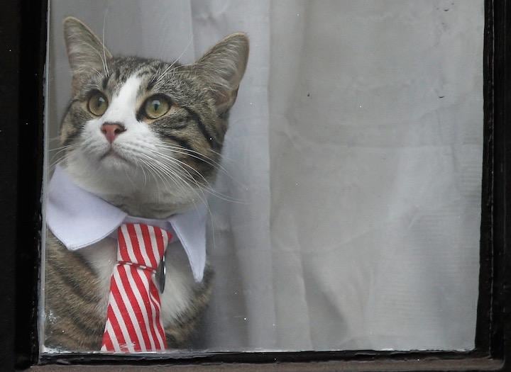 ロンドンのエクアドル大使館の窓から顔をのぞかせるアサンジの猫（2016年）Peter Nicholls-REUTERS
