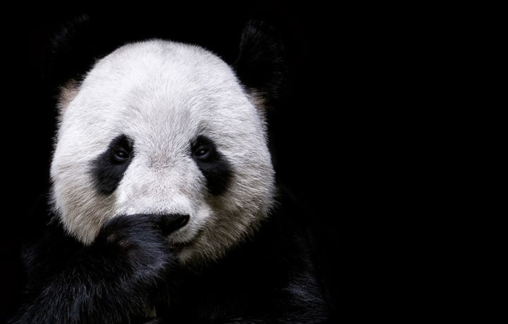 雄パンダがなかなか「その気」にならないことも繁殖を難しくしている要因　powerofforeve-iStock.